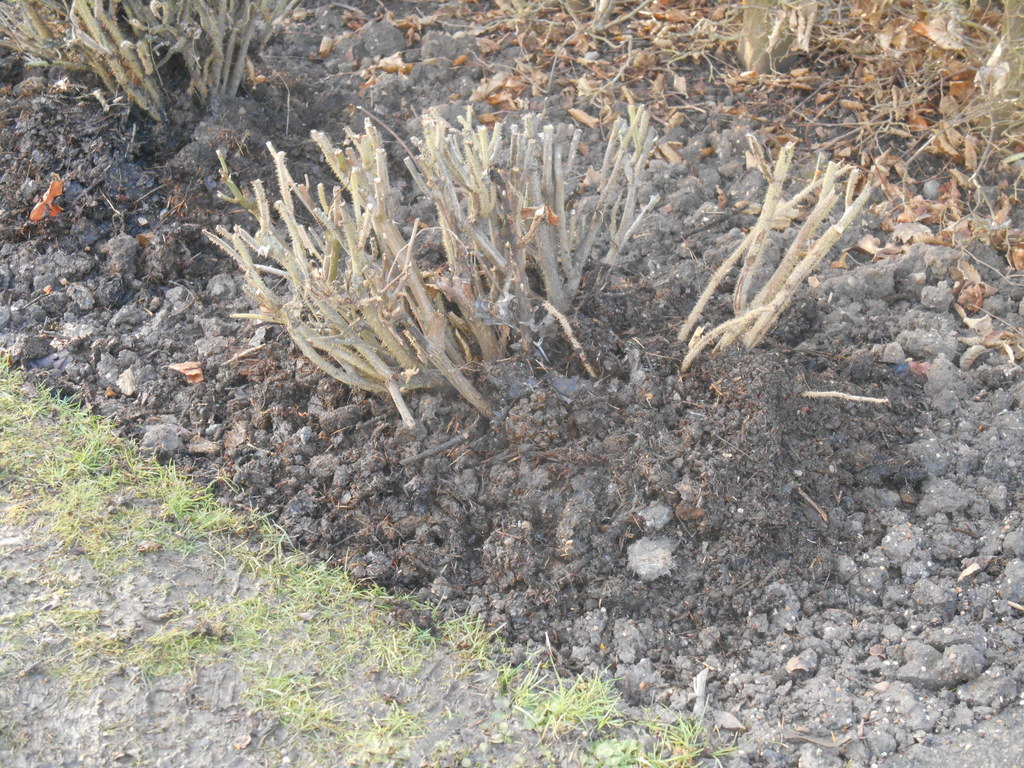 compostSpreadRoundRoses