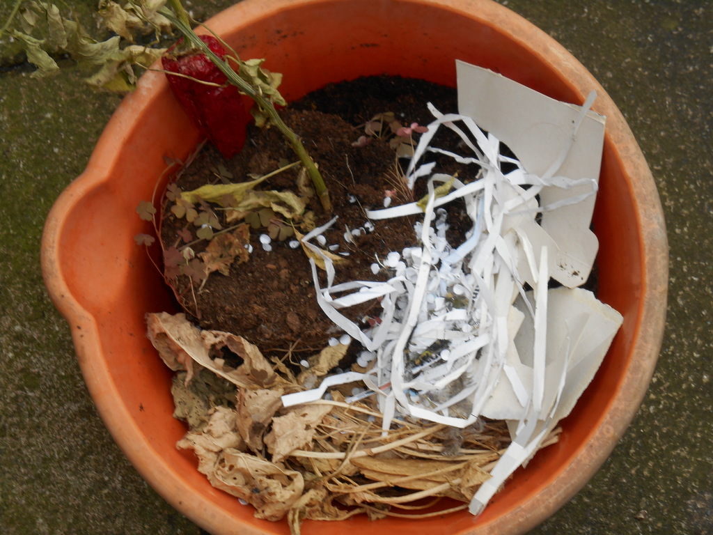 papercardboardplants