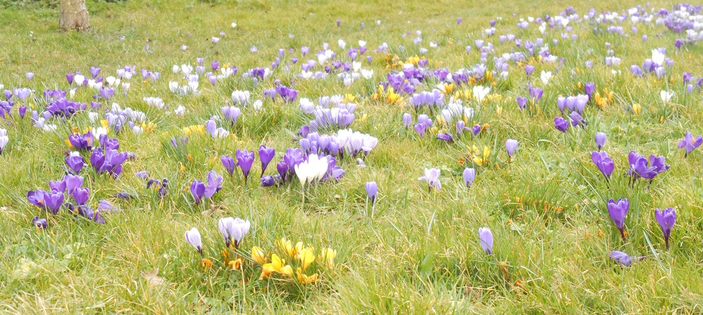crocusInGrass