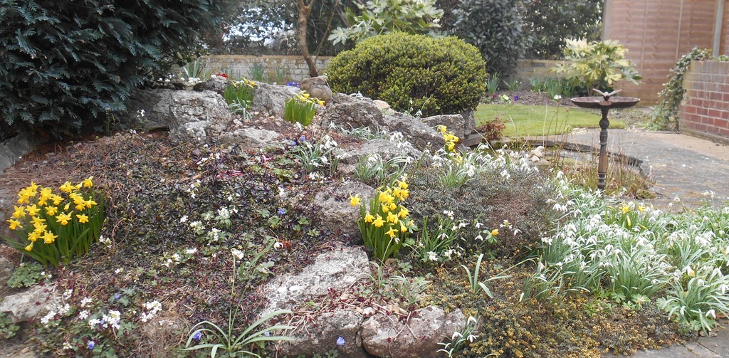 daffAndSnowdrops