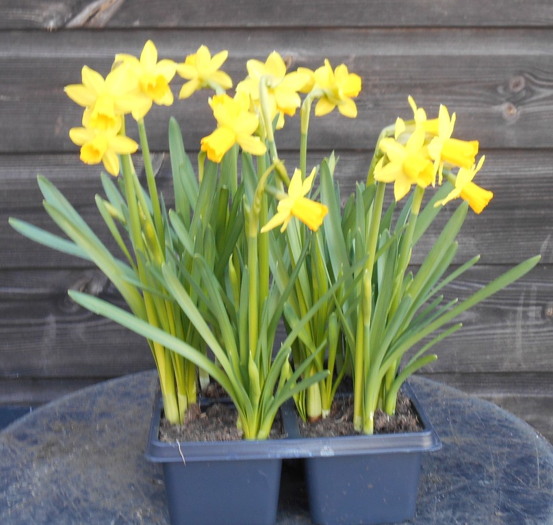 daffInCells
