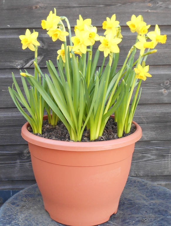 daffInPot