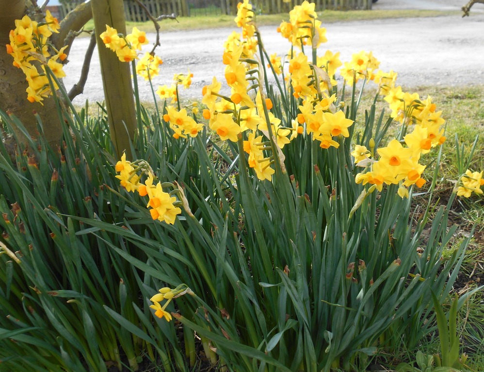 daffodils