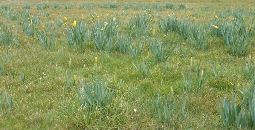 daffodilsInGrass