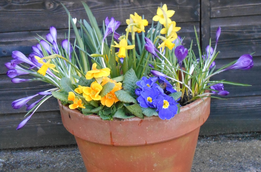 flowersInPot1