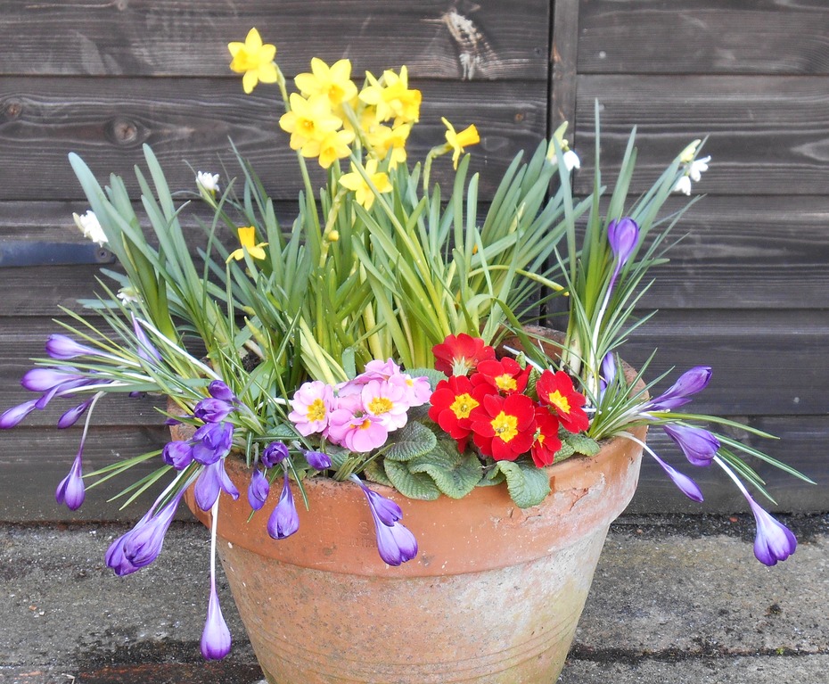 flowersInPot2