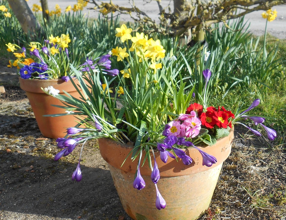 potsWithPlantedFlowers
