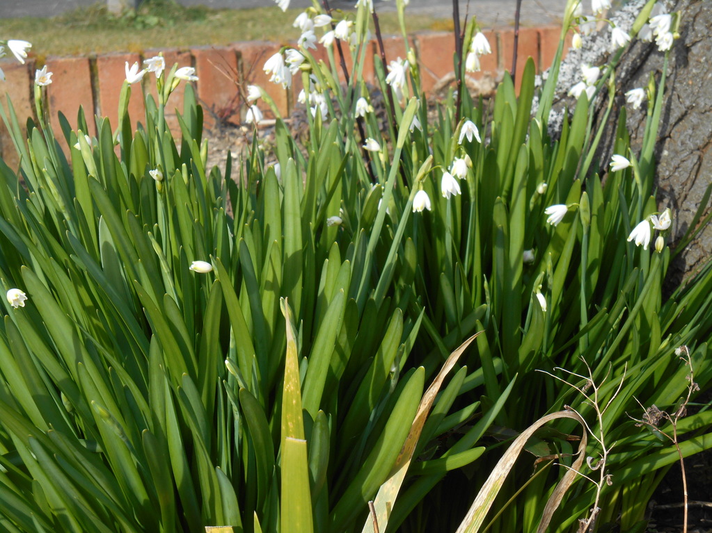 snowdrops
