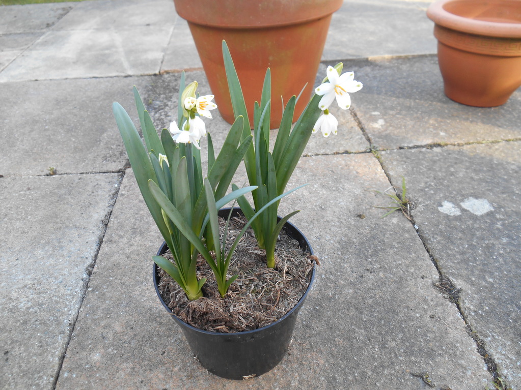 snowdropsInPot