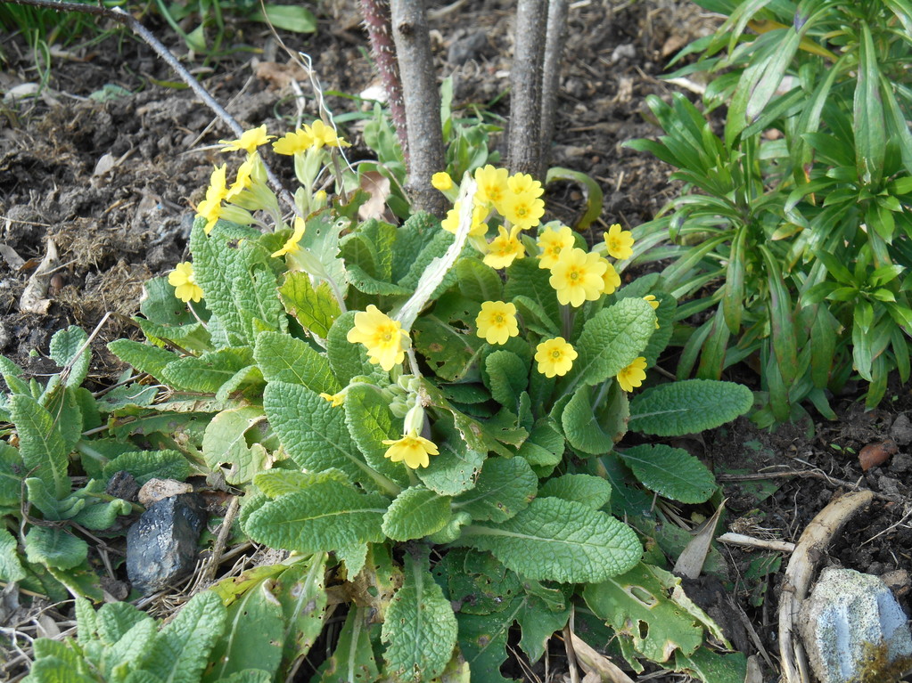 yellowPrimrose